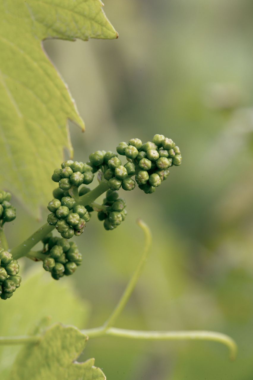 Vignoble Macro 7-Boutons floraux WER_9787